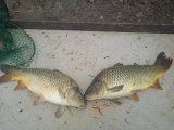 IMG_20240803_191245_1.jpg