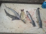 IMG_20240804_060319_1.jpg