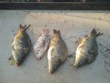 IMG_20240804_061346_1.jpg