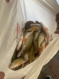 IMG_1253.jpeg