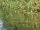 IMG_20240804_170056.jpg