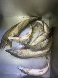 IMG_1392.jpeg
