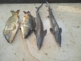 IMG_20240806_063857.jpg