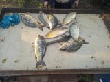 IMG_20240807_062707.jpg