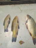 IMG_20240807_142721_1.jpg