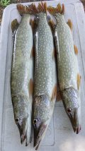 IMG-20240812-WA0000.jpg