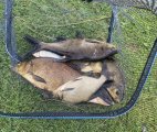 IMG_5533.jpeg