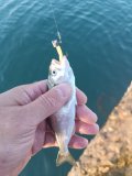 IMG_20240821_063052.jpg
