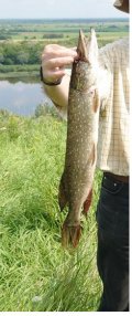 pike.jpg