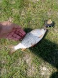 IMG_20240828_113311_388.jpg