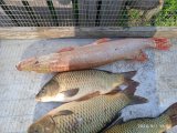 IMG_20240901_160935_1.jpg
