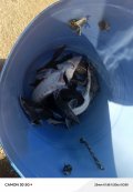 IMG_20240903_113816_101.jpg