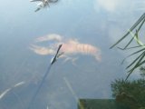 IMG_20240906_175133.jpg