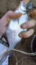 IMG_20240909_121315.jpg