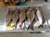 DSC00929.JPG