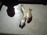 IMG-20240920-WA0021.jpg