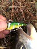 IMG_7175.jpeg