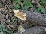 DSC04036.JPG