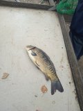 IMG_20240925_155954_1.jpg