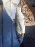 IMG_20240922_150338.jpg