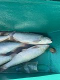 IMG_7195.jpeg