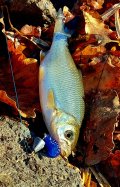 IMG_20241013_125555_864.jpg
