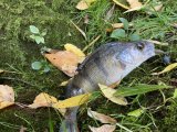 IMG_1602.jpeg