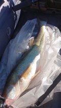 IMG_20241019_08550569.jpeg
