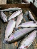 IMG_2039.jpeg