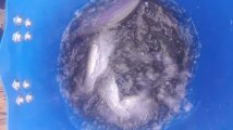 c2d60cea-da08-4e4b-be51-51ff9a782bfd.jpeg