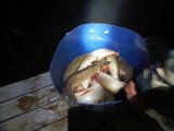 IMG_20241026_052521_421.jpg