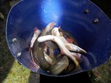 IMG_20241026_052047_209.jpg