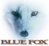 bluefox_head.jpg