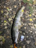 IMG_0791.jpeg