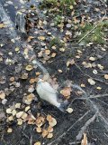 IMG_0785.jpeg