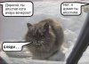 кот замерз.jpg