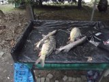 DSCF9384.JPG
