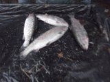 DSCF9395.JPG