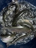 IMG_4990.jpeg