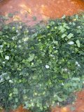 IMG_6147.jpeg