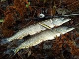 IMG_20241114_131316.jpg