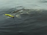IMG_20241107_104154.jpg