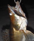 DSCN1065 1.jpg