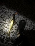 IMG_5381.jpeg