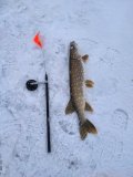 IMG_20241230_084452.jpg