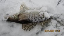 IMG_3505.JPG
