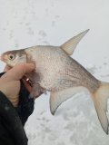 IMG_20250124_131754_971.jpg