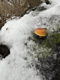IMG_3752.jpeg