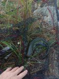 IMG_20241002_073138.jpg