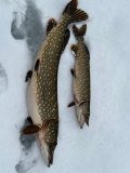 IMG-20250126-WA0031.jpg